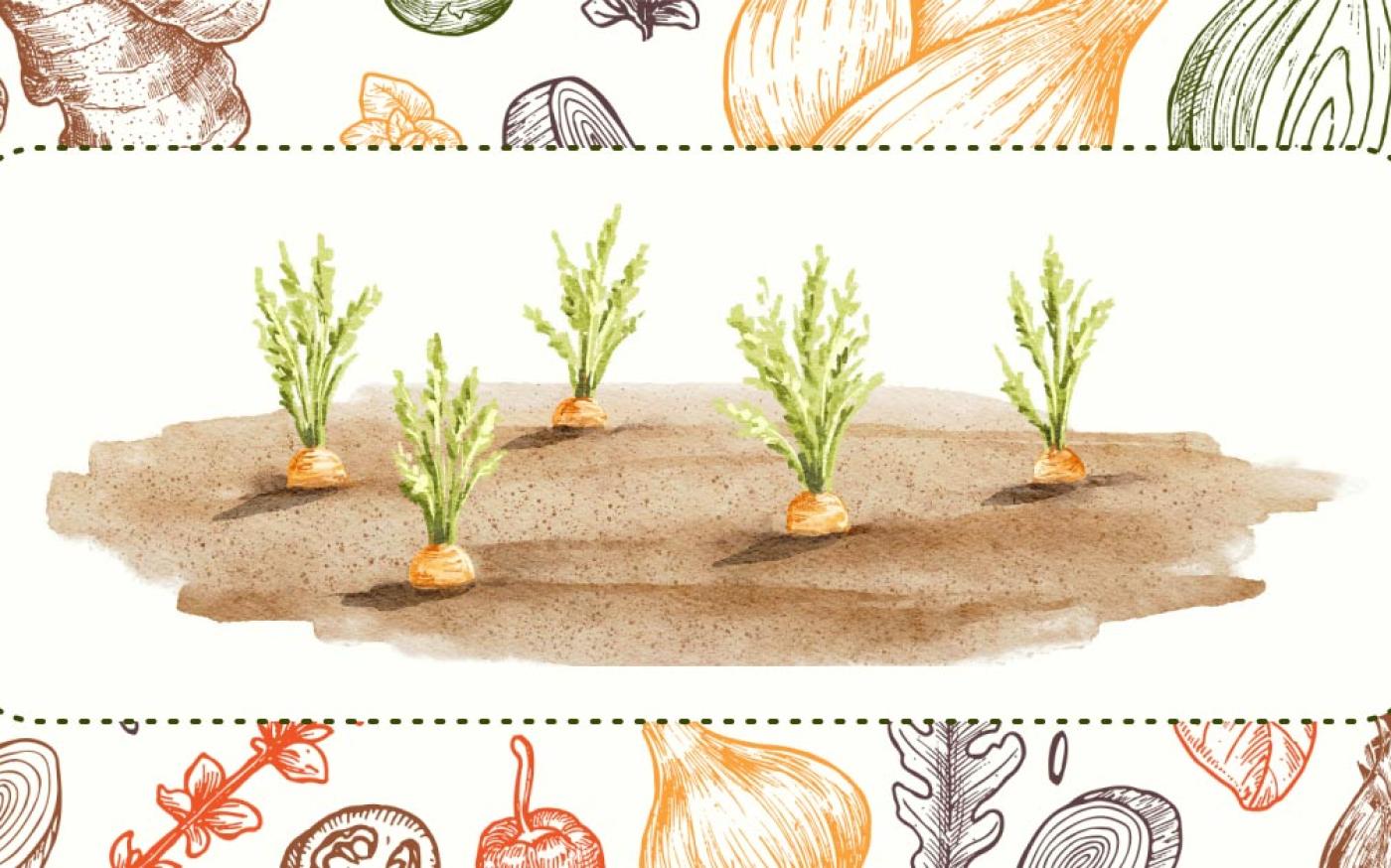 Watercolor style picture of 5 carrots sprouting from the ground.